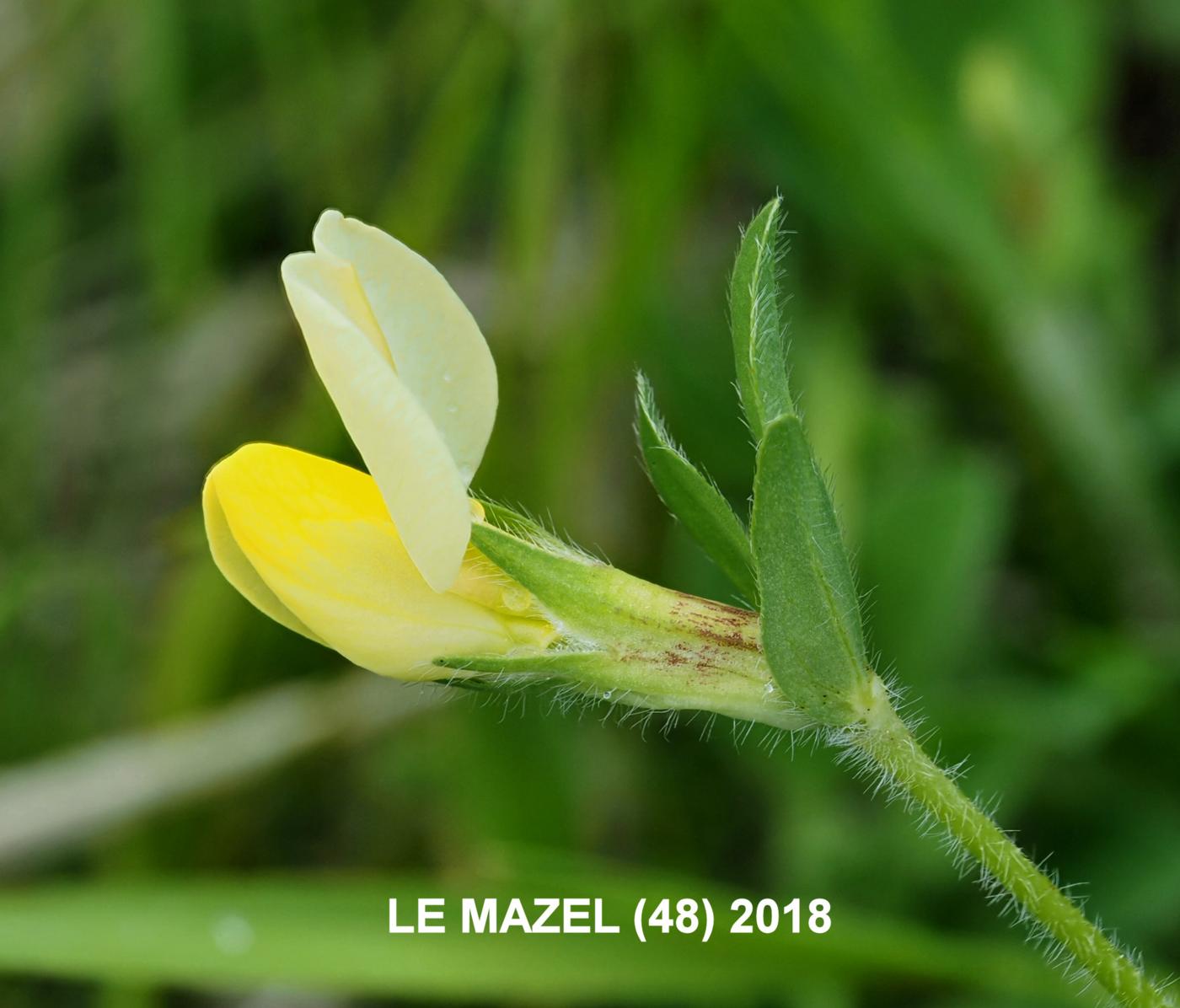 Dragon's teeth flower